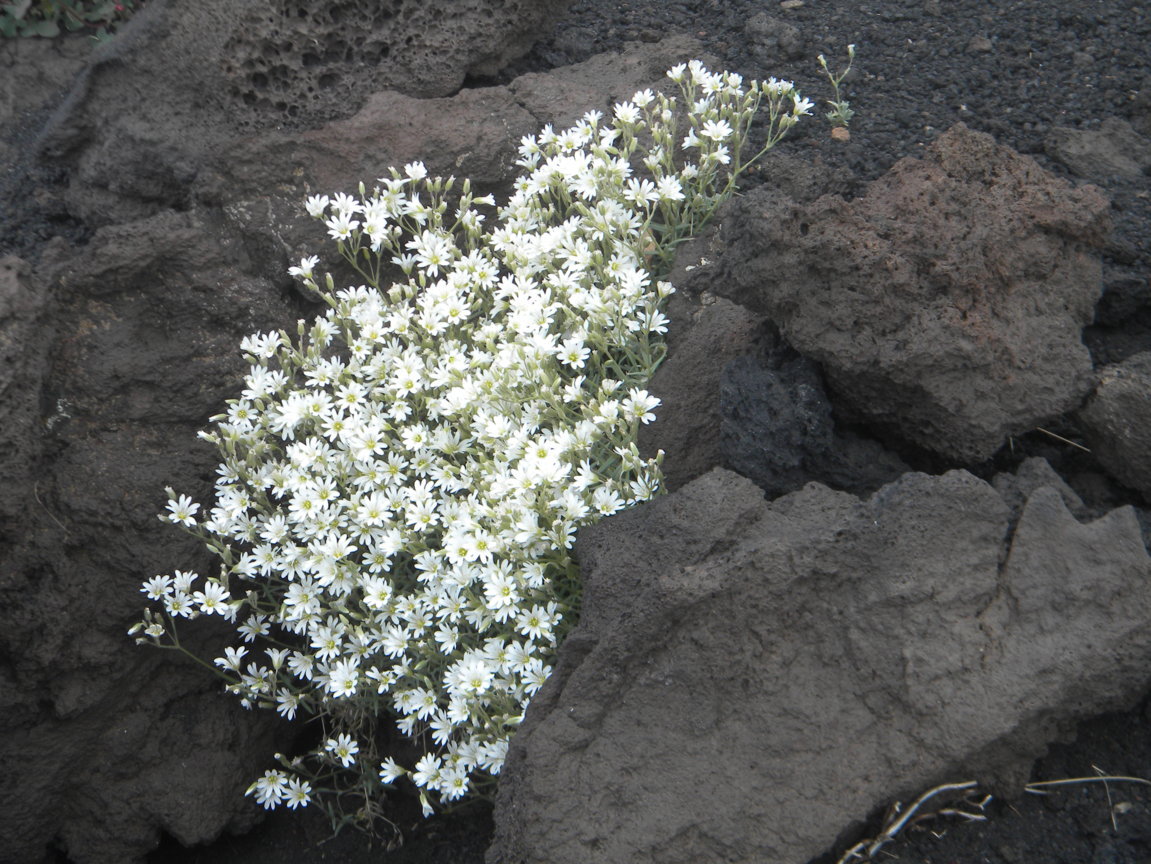DSCN9525 .JPG